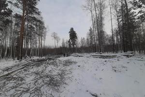 В полиции возбуждено уголовное дело в отношении жителя Пригородного района  по подозрению в незаконной рубке леса 