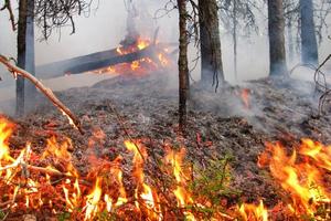 Чрезвычайная пожарная опасность в лесах Нижнего Тагила и Горноуральского городского округа