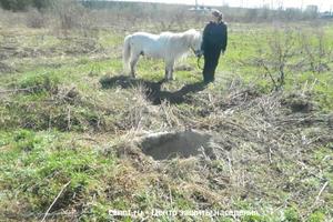 В Нижнем Тагиле пони провалился в колодец