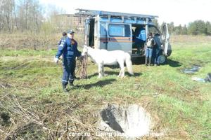 В Нижнем Тагиле пони провалился в колодец