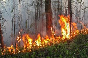 Лесной пожар в Башкарском лесничестве. Правила пожарной безопасности при посещении леса